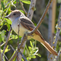 Ash-throated Flycatcher